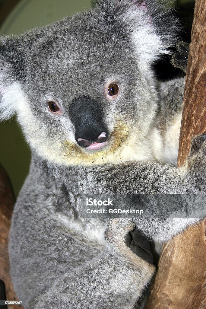 Koala en árbol - Foto de stock de Animal libre de derechos