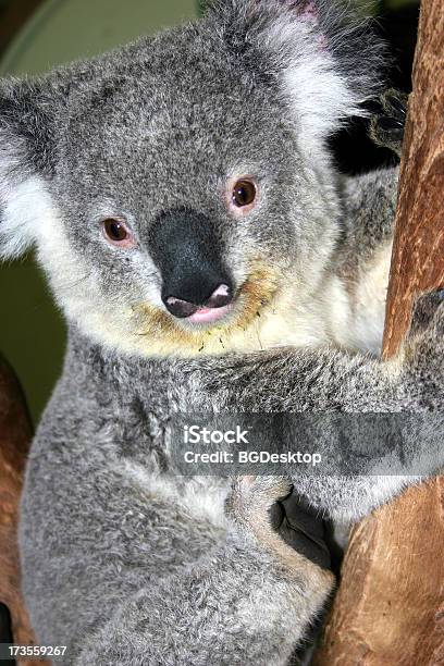 Koala En Árbol Foto de stock y más banco de imágenes de Animal - Animal, Australia, Cansado