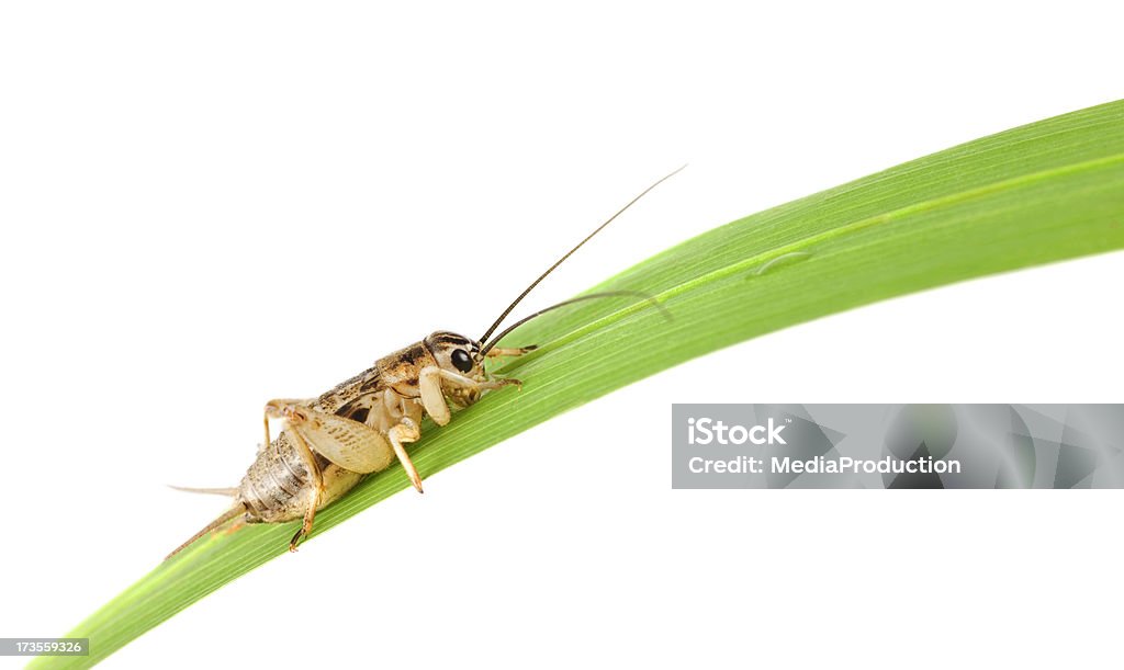 Erba hopper - Foto stock royalty-free di Acqua