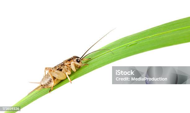 Funil De Relva - Fotografias de stock e mais imagens de Animal - Animal, Antena - Parte do corpo animal, Beber