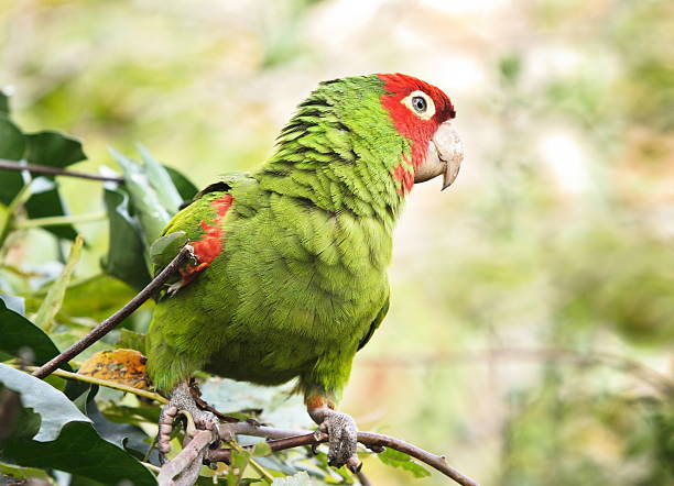 istock Parrot Parakeet Telegraph Hill San Francisco 173559371