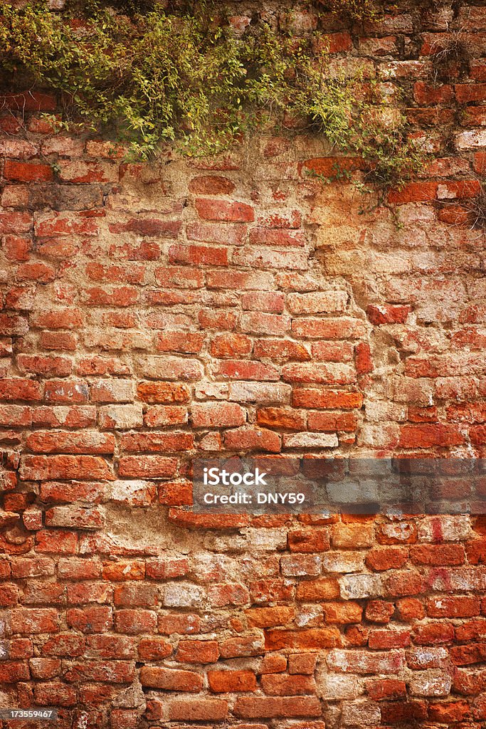 Old Wall Plants framing an old brick wall. Architectural Feature Stock Photo