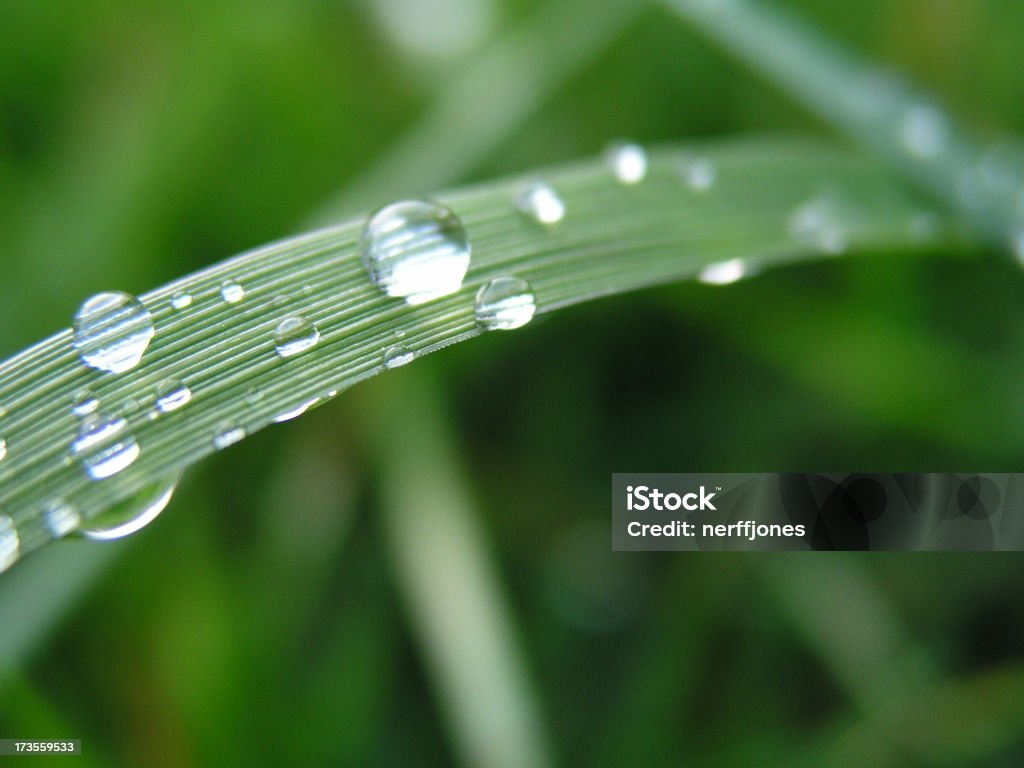 Un brin d'herbe et l'eau Droplet - Photo de Brin d'herbe libre de droits