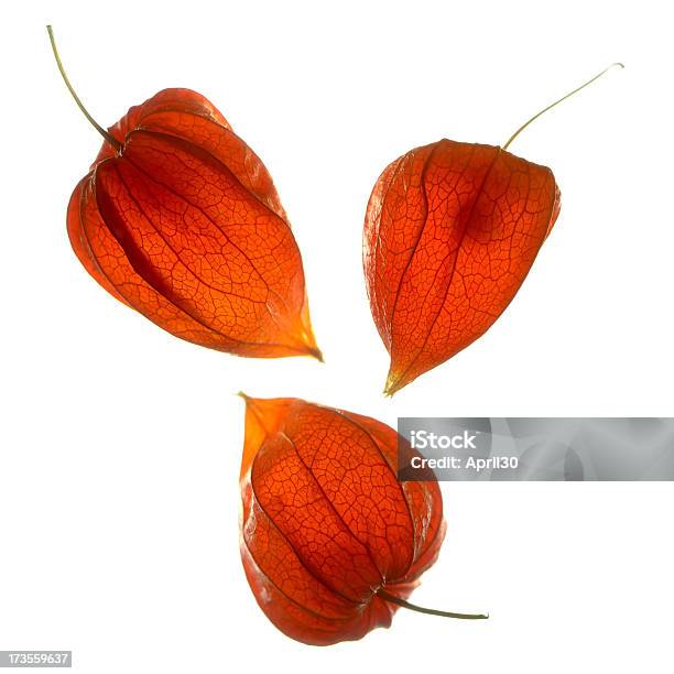 Trzy Pomarańczowy Nasion Strąkach - zdjęcia stockowe i więcej obrazów Miechunka - Miechunka, Bez ludzi, Bliskie zbliżenie