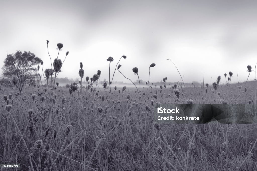 Field - Lizenzfrei Abgeschiedenheit Stock-Foto