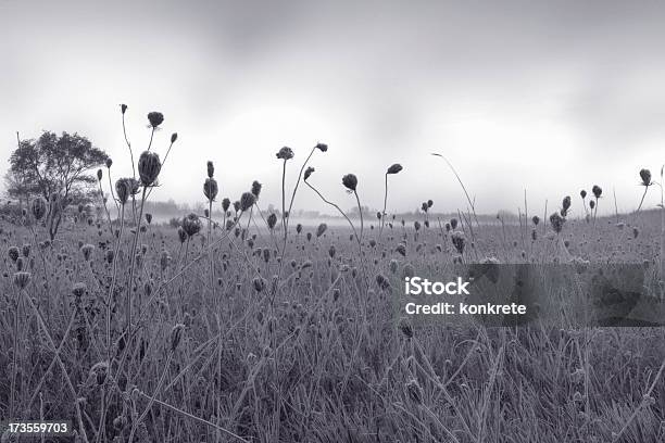 Field Stockfoto und mehr Bilder von Abgeschiedenheit - Abgeschiedenheit, Abgestorbene Pflanze, Blume