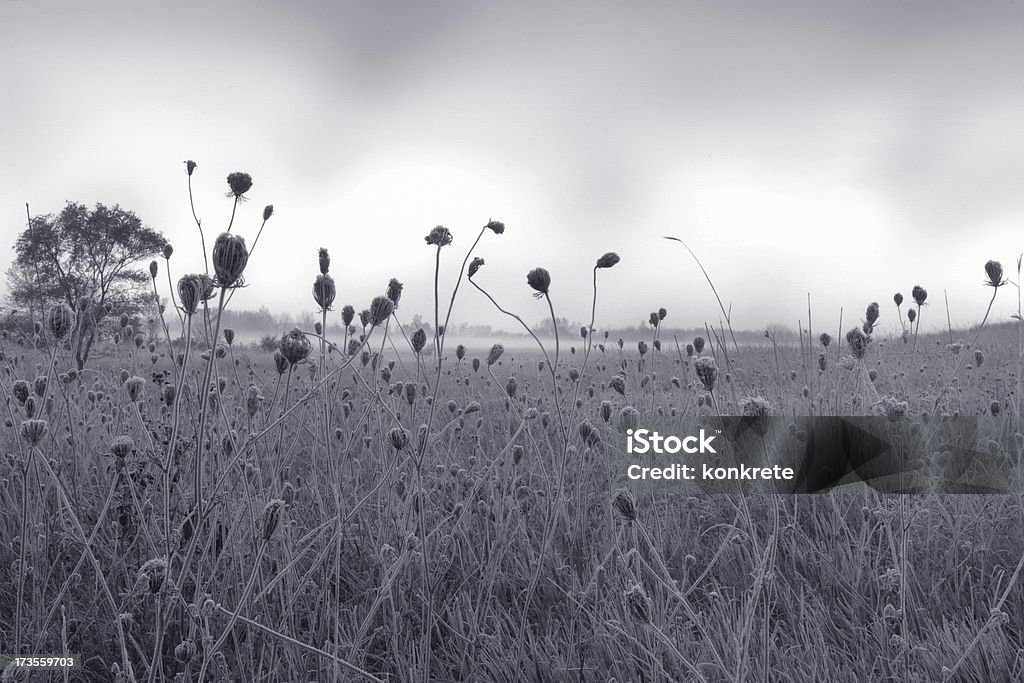 Il campo - Foto stock royalty-free di Ambientazione esterna