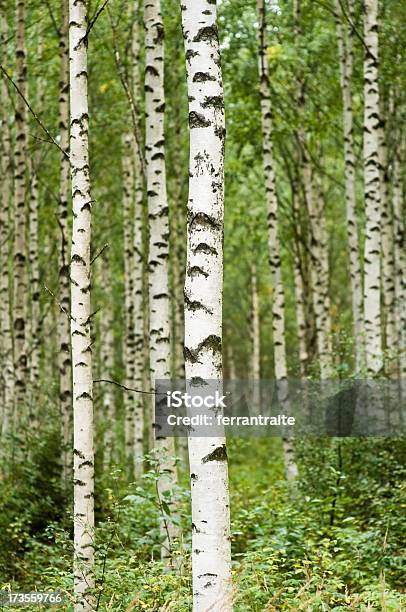 Photo libre de droit de Birch banque d'images et plus d'images libres de droit de Bouleau à papier - Bouleau à papier, Bois, Bouleau