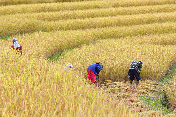 Farmers harvest rice crop in rice terraces. Northern Thailand, Thailand, Southeast Asia