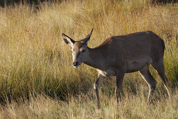 istock Red deer hind female Cervus elaphus quiet autumn sunshine 173559890