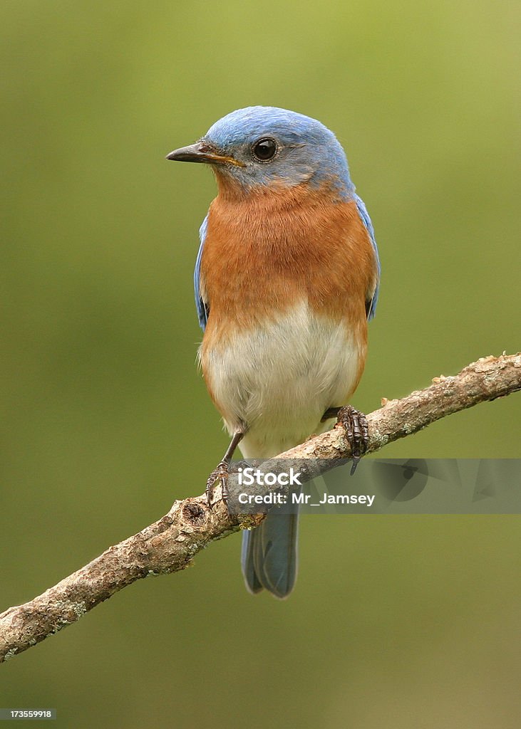 Azul Bird - Foto de stock de Azulejo - Pájaro libre de derechos