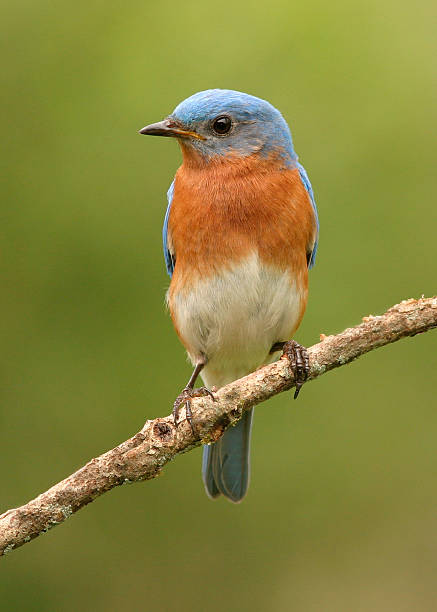 ブルーバード - bird bluebird missouri perching ストックフォトと画像