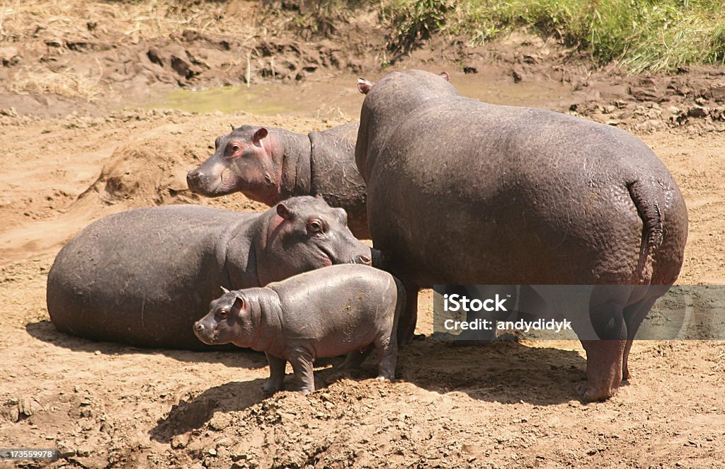 Hippo famiglia - Foto stock royalty-free di Ambientazione tranquilla