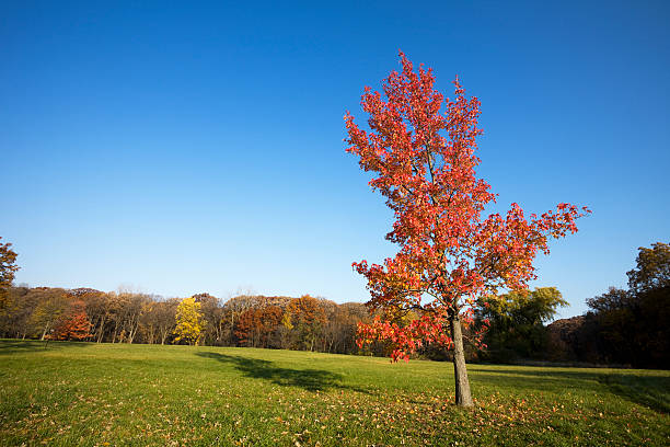 árbol de otoño rojo y cielo azul - lisle fotografías e imágenes de stock