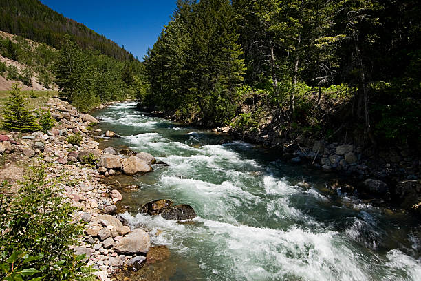 bear creek - flathead national forest photos et images de collection