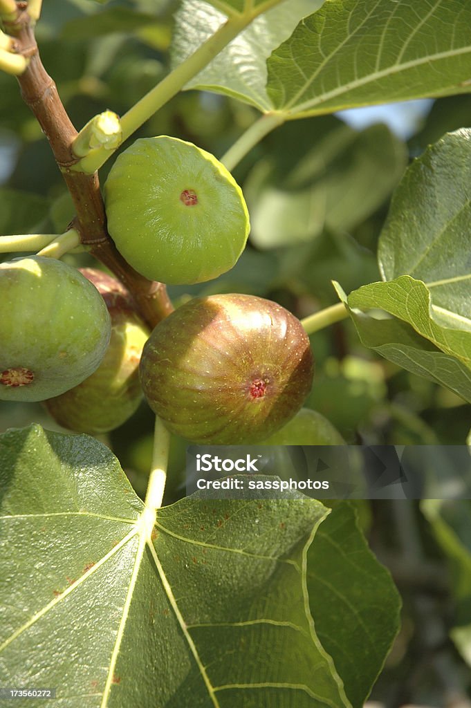 RIPENING FIGS "Ripening figs on the tree in Slovenia, Europe" Clean Stock Photo