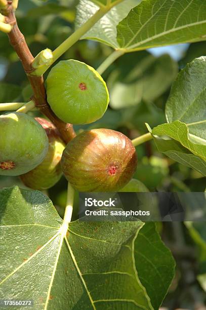 Maturação Figos - Fotografias de stock e mais imagens de Alimentação Saudável - Alimentação Saudável, Comida, Conceito