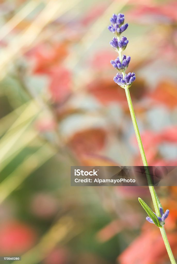 Lavendel Kräuter-VIII - Lizenzfrei Alternative Medizin Stock-Foto