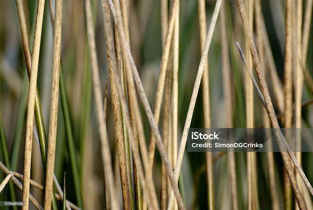 reeds - 로열티 프리 0명 스톡 사진