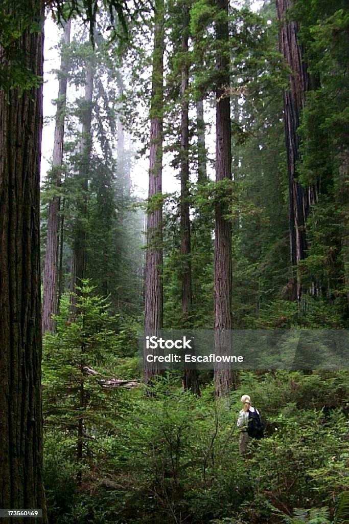 Chica caminando en un bosque de secuoyas Misty - Foto de stock de Alto - Descripción física libre de derechos