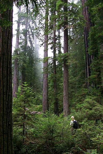 istock Girl walking in a Misty Redwood Forest 173560469
