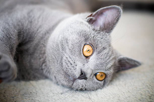 istock Cat British Shorthair Kitten staring past from camera 173560495