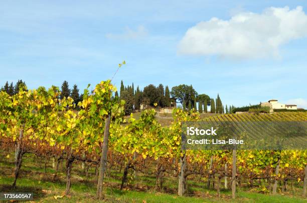 Paisaje De Viñedos Y De Granja Foto de stock y más banco de imágenes de Agricultura - Agricultura, Aire libre, Ajardinado