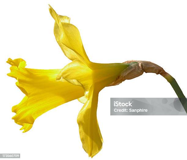 Narciso - Fotografie stock e altre immagini di Bianco - Bianco, Composizione orizzontale, Dorato - Colore descrittivo