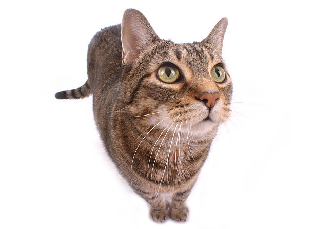 Contorted Cat 120+ Cat Contorted Stock Photos, Pictures & Royalty-Free Images - iStock