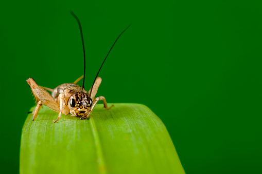 Leaf cicada on wild plants, North China