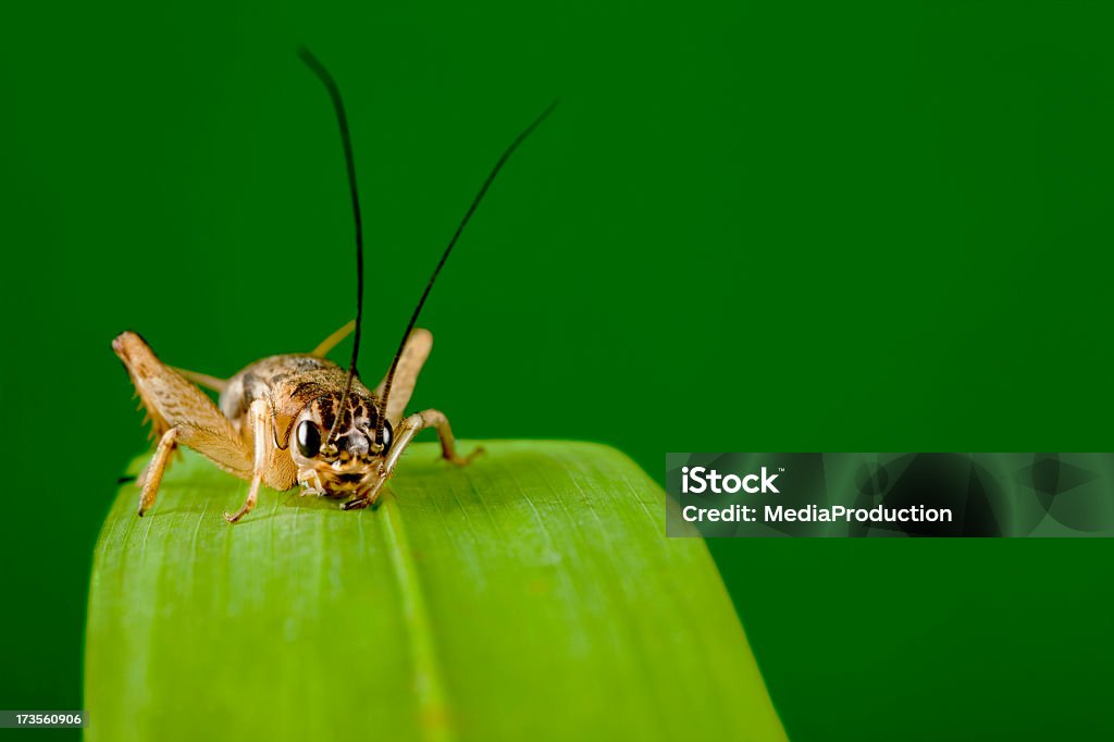Кузнечик - Стоковые фото Сверчок - насекомое роялти-фри