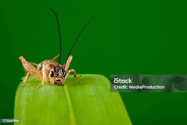Кузнечик — стоковые фотографии и другие картинки Сверчок - насекомое - Сверчок - насекомое, Насекомое, Вид спереди