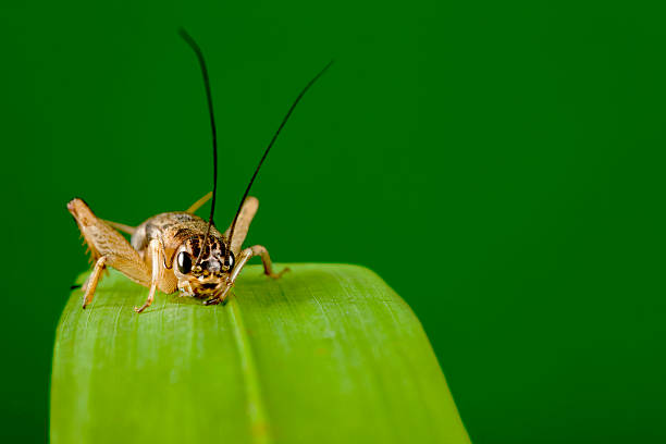 grasshopper - cırcır böceği böcek stok fotoğraflar ve resimler