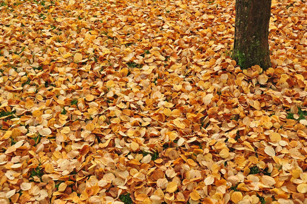 Yellow leaves stock photo