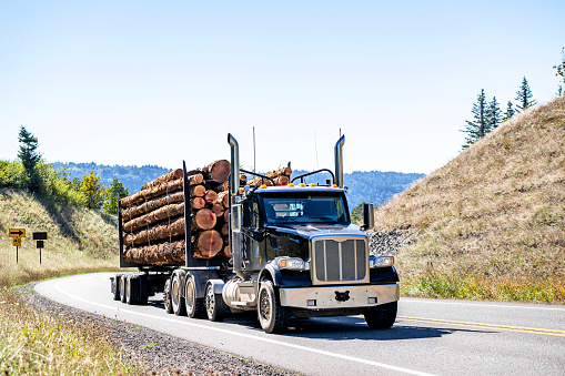 Black classic industrial carrier day cab big rig semi truck tractor with chrome parts transporting huge logs on the semi trailer climbing up hill on the mountain winding road in Columbia Gorge area