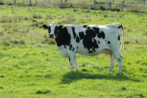 Dairy cow looking directly at you in pasture grazingAlso See: