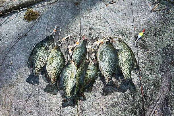 Stringer Of Huge Slab Crappies Stock Photo - Download Image Now