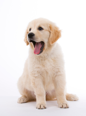 Golden retriever puppy  on white background