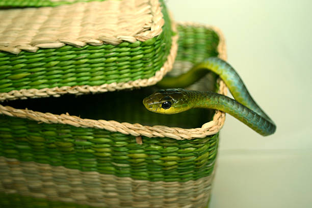 green snake escaping from basket - long list bildbanksfoton och bilder