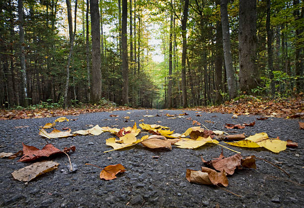 Fallen leaves on a Smoky Mountain road.