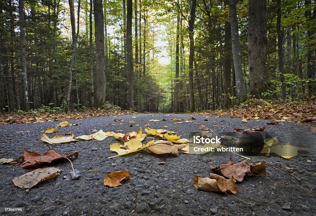 Folhas na estrada - Foto de stock de Bosque - Floresta royalty-free
