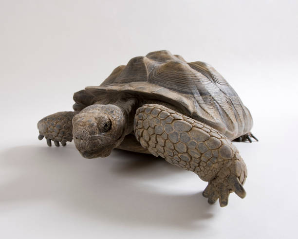 istock wide angle closeup of desert tortoise 173561974