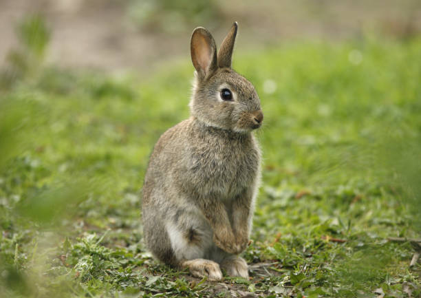 wild coniglio, oryctolagus cuniculus - wild rabbit foto e immagini stock