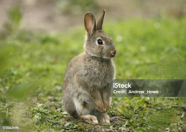 개척시대의 토끼 Oryctolagus Cuniculus 토끼에 대한 스톡 사진 및 기타 이미지 - 토끼, 유럽, 야생 동물