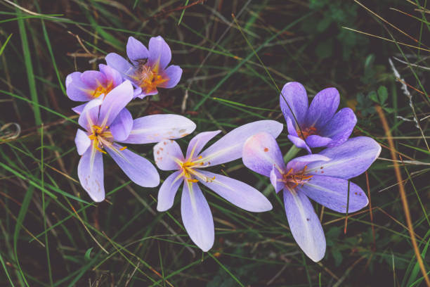 crocus d'automne - Photo