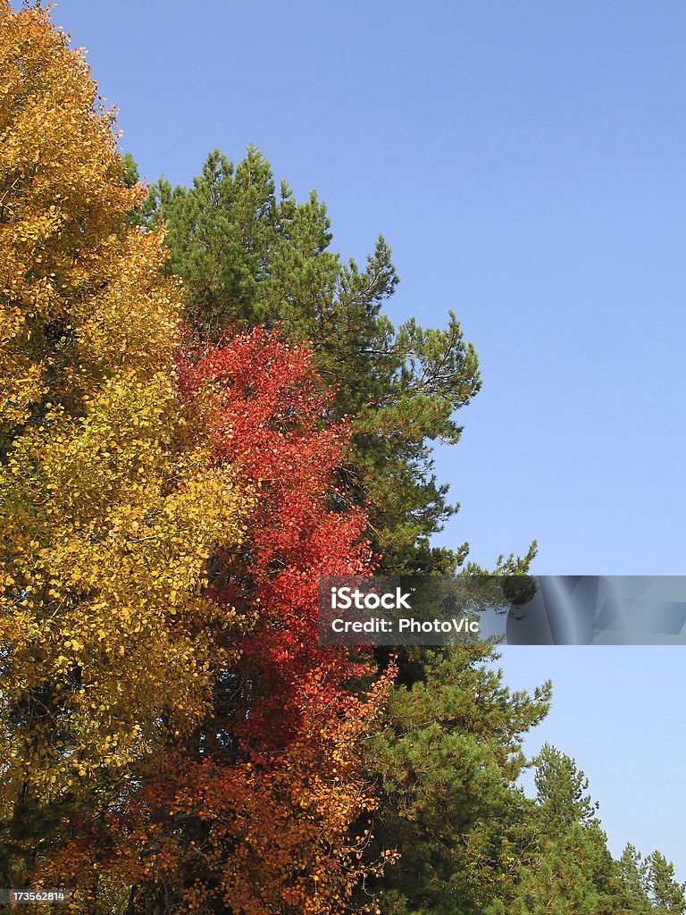 Cores do Outono - Foto de stock de Alto contraste royalty-free