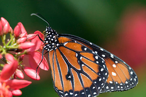 Beautiful Monarch Butterfly stock photo