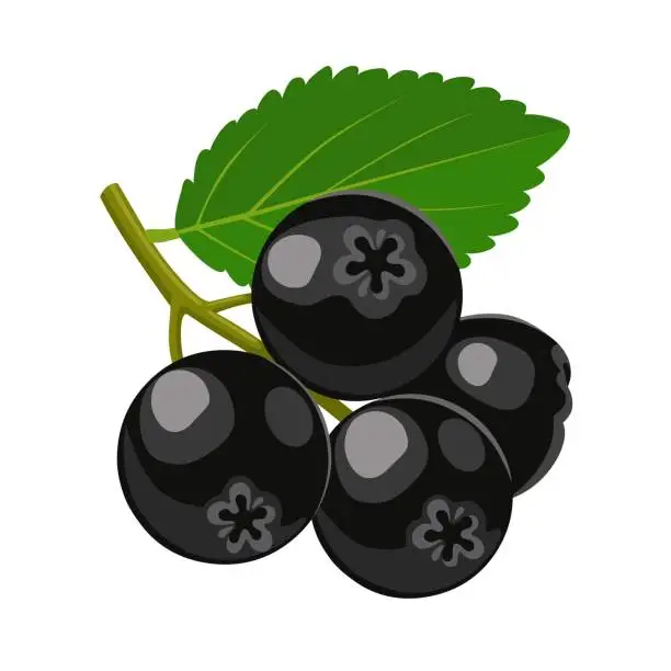 Vector illustration of Aronia or chokeberry