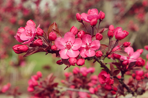 Bright pink Malus 'Cardinal' crab apple tree in blossom in the spring sunshine