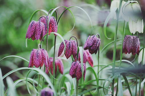 Purple chequered Fritillaria or 'Snake Head Fritillary' in flower